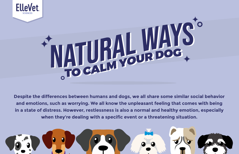 Natural Ways to Calm Your Dog