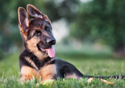 114 Dog Breeds Ranked by Temperament