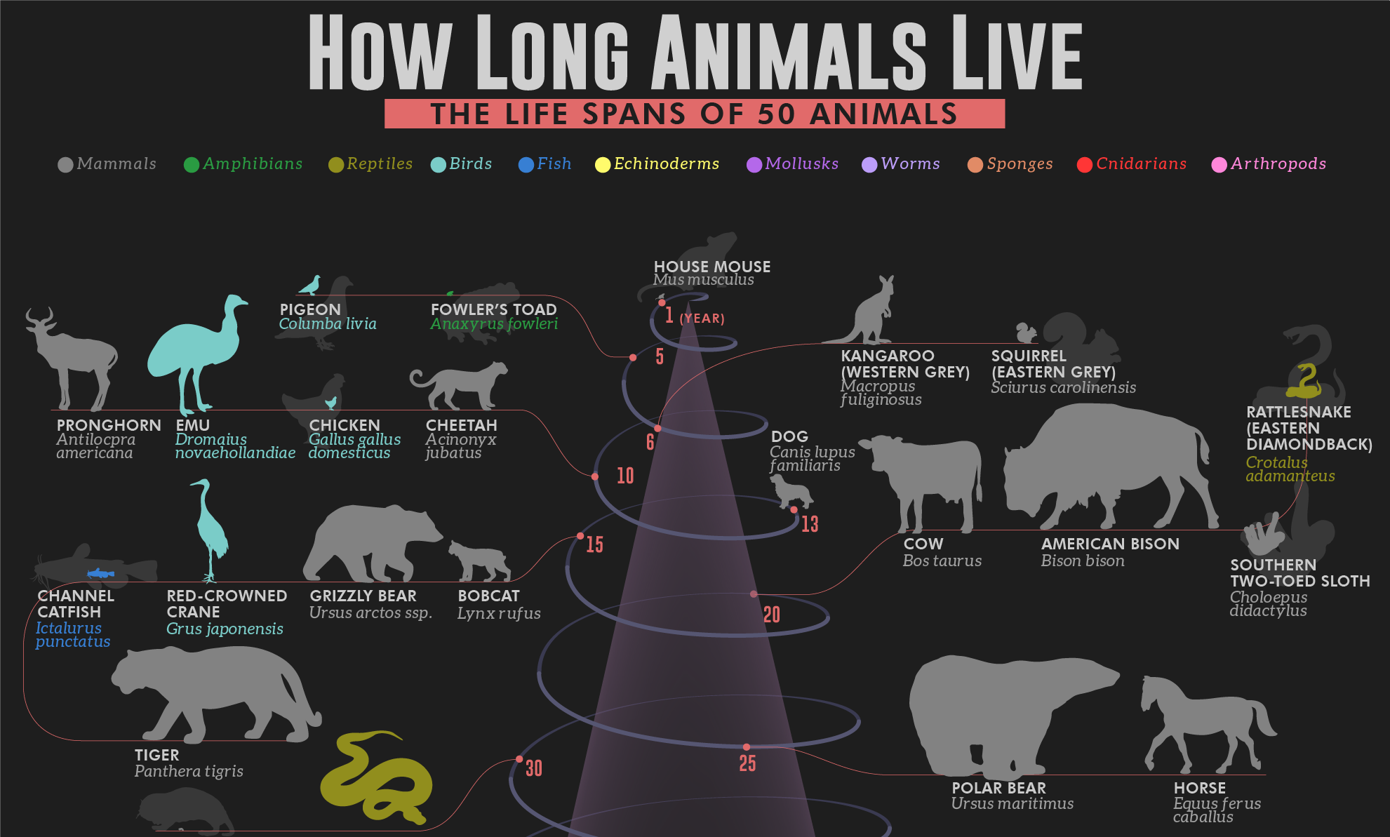 How Long Animals Live: The Life Spans of 50 Animals [Infographic]
