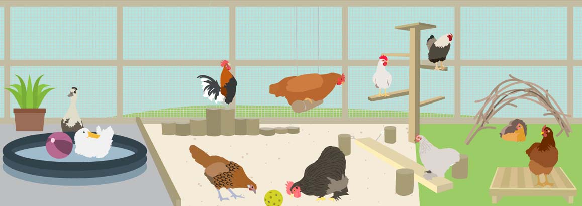 Environmental Enrichment Ideas for Poultry