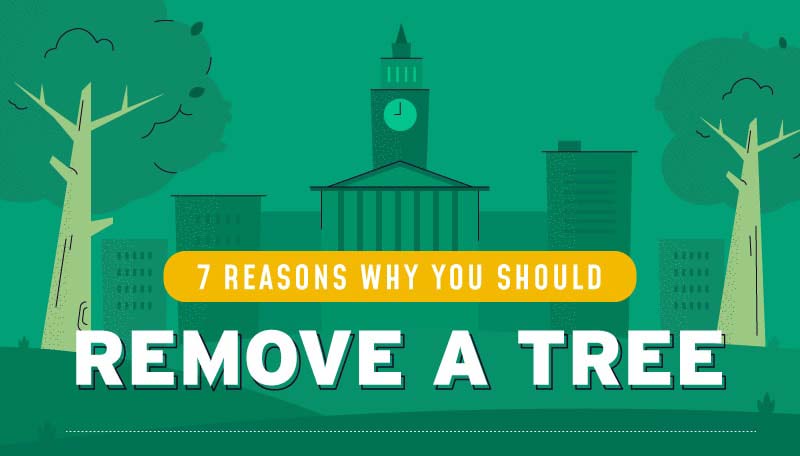 7 Reasons Why You Should Remove a Tree
