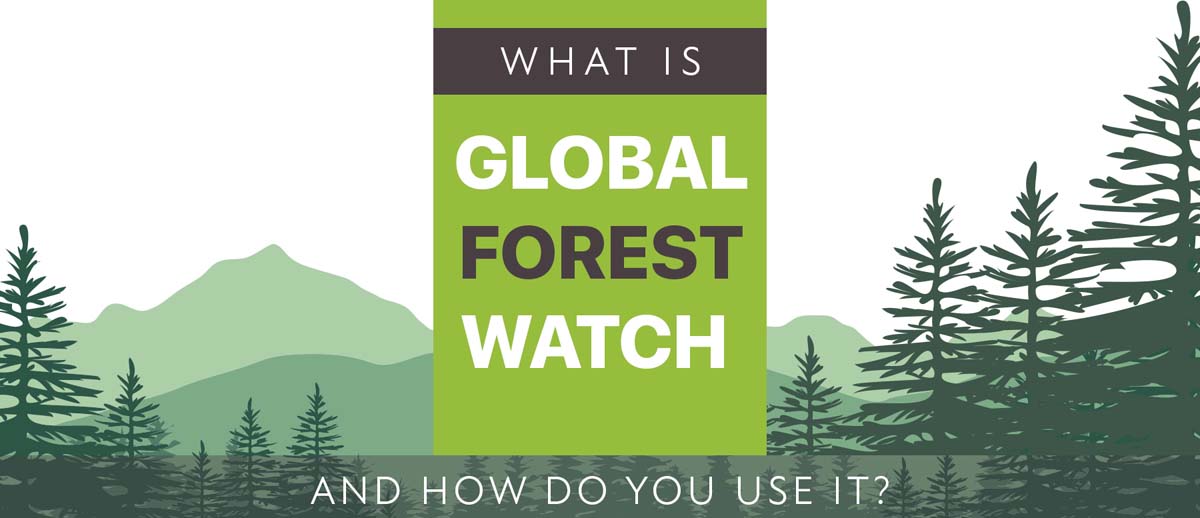 What Is Global Forest Watch and How Do You Use It?