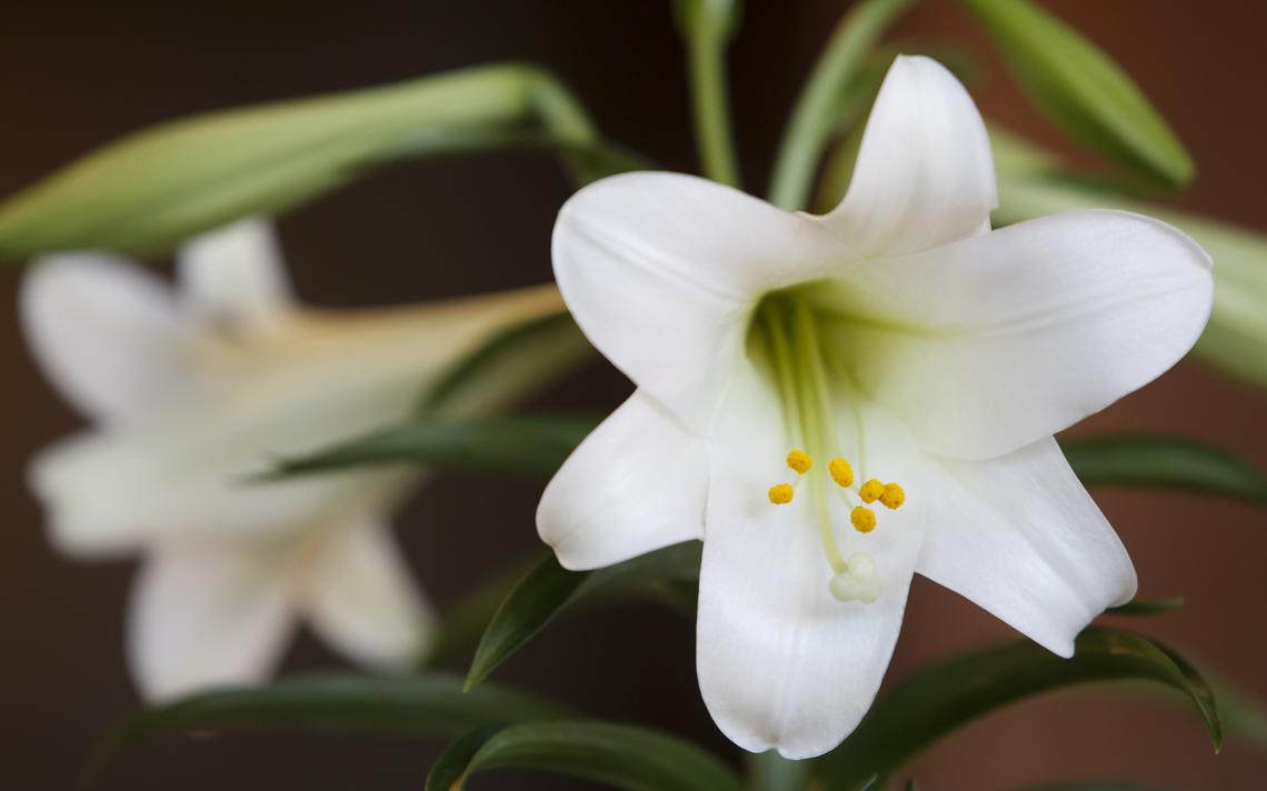 The Etymology and Symbolism of 50 Flowers