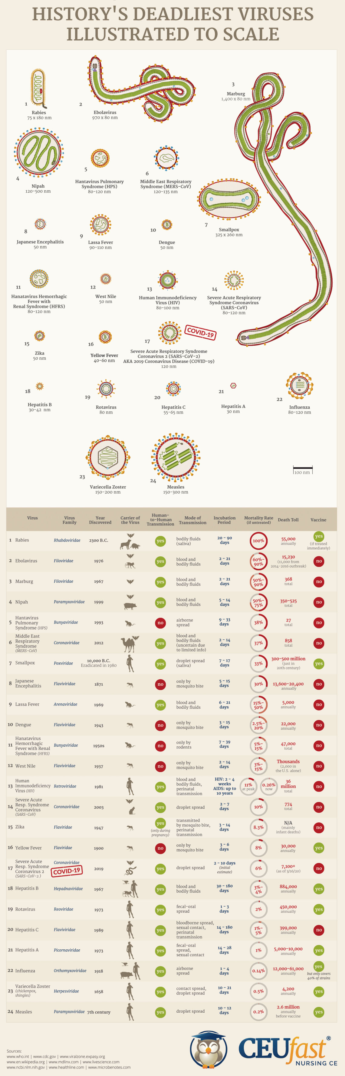 History’s Deadliest Viruses Illustrated to Scale