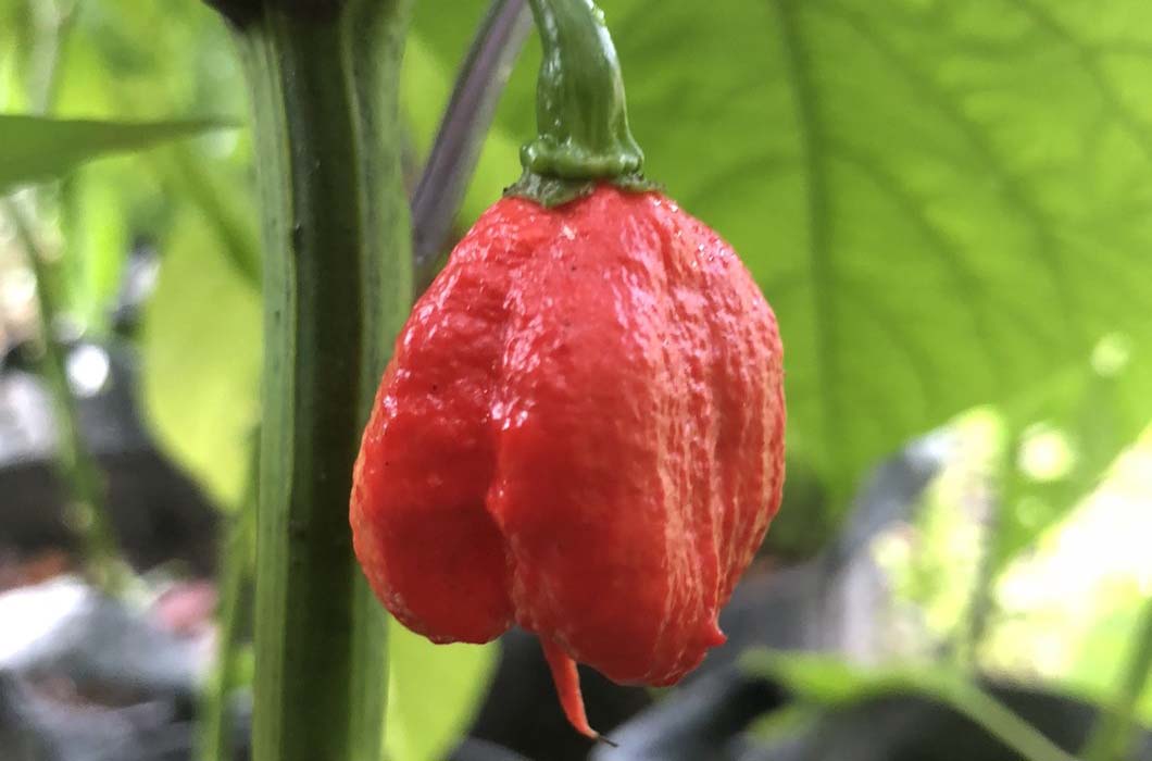 Peppers Ranked by Scoville Heat Units