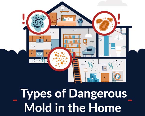 Different Types of Dangerous Mold in Our Homes
