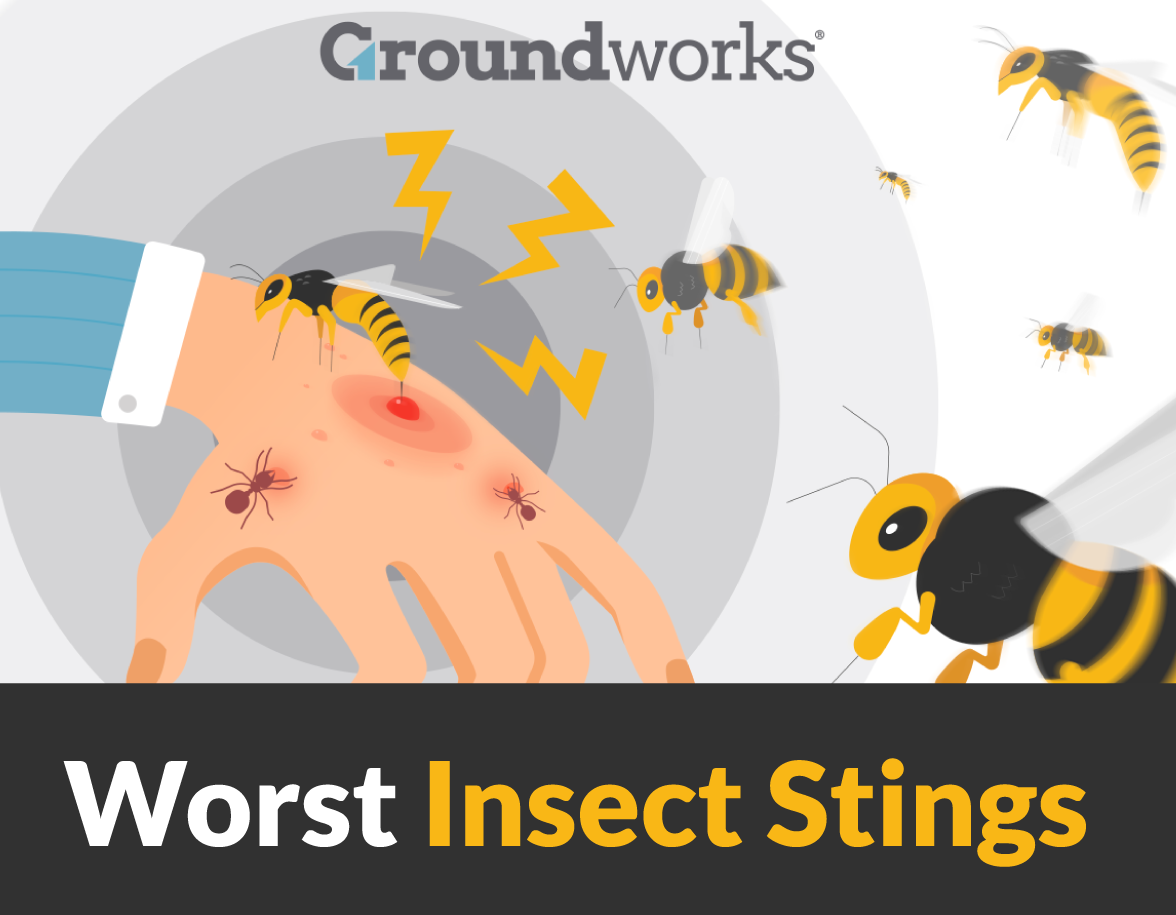 How to Stop Stinging Insects From Getting into Your Home