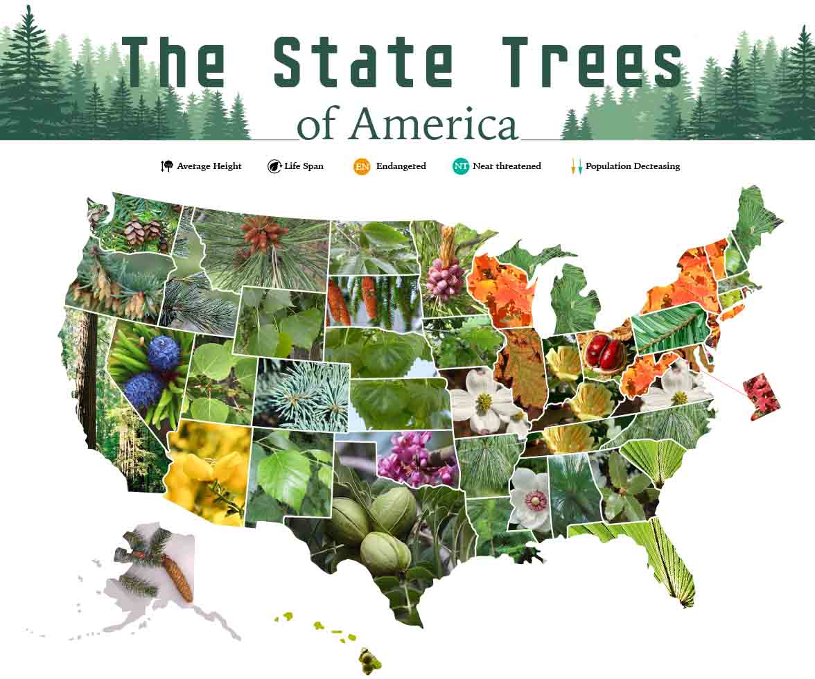 The State Trees Of America Infographic 