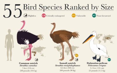 55 Bird Species Ranked by Size
