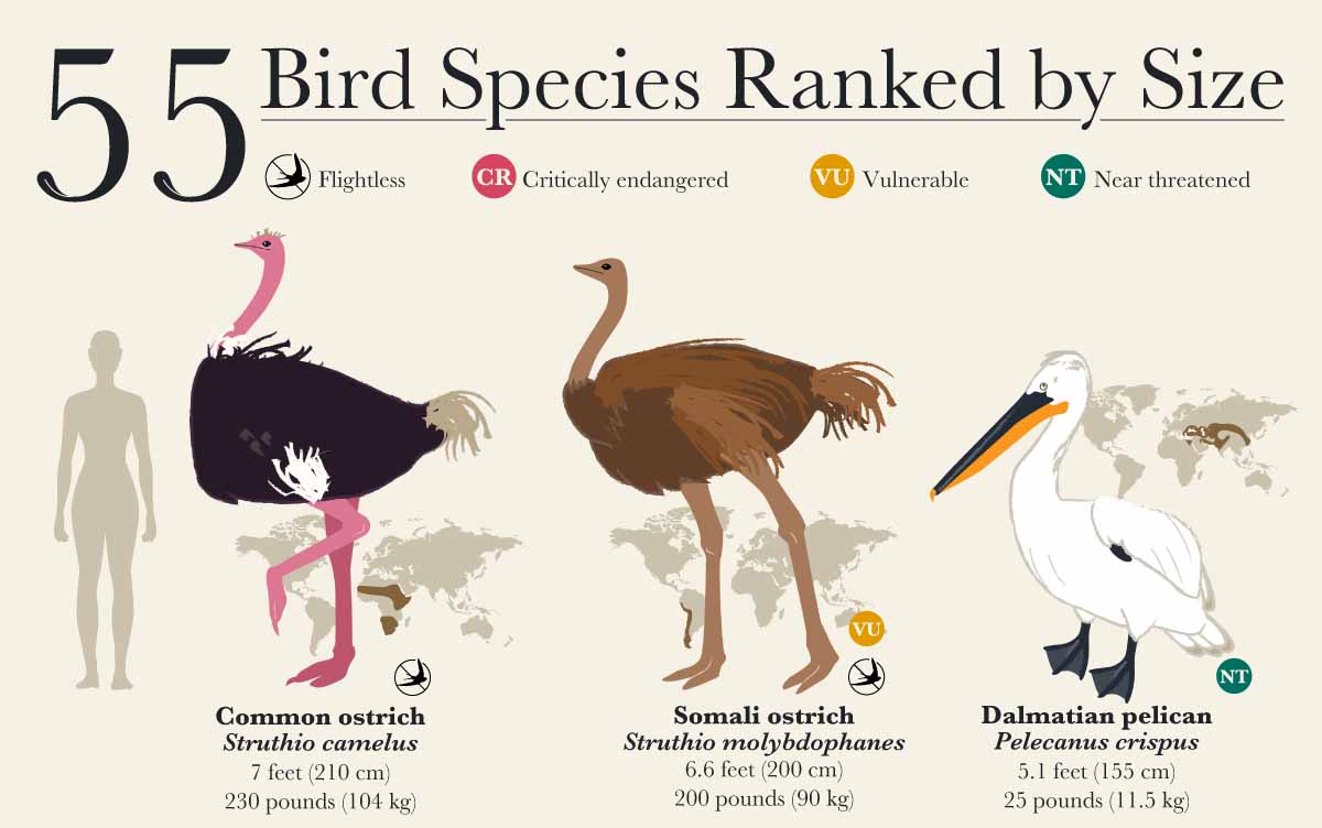 Unveiling the Mystery: How Big Are Woodpecker Eggs? - Birds Of The Wild