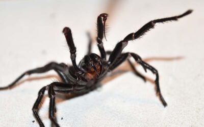 Top 10 Most Deadly Spiders in Australia