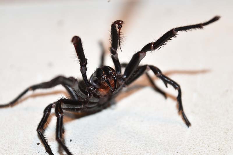 top-10-most-deadly-spiders-in-australia-infographic