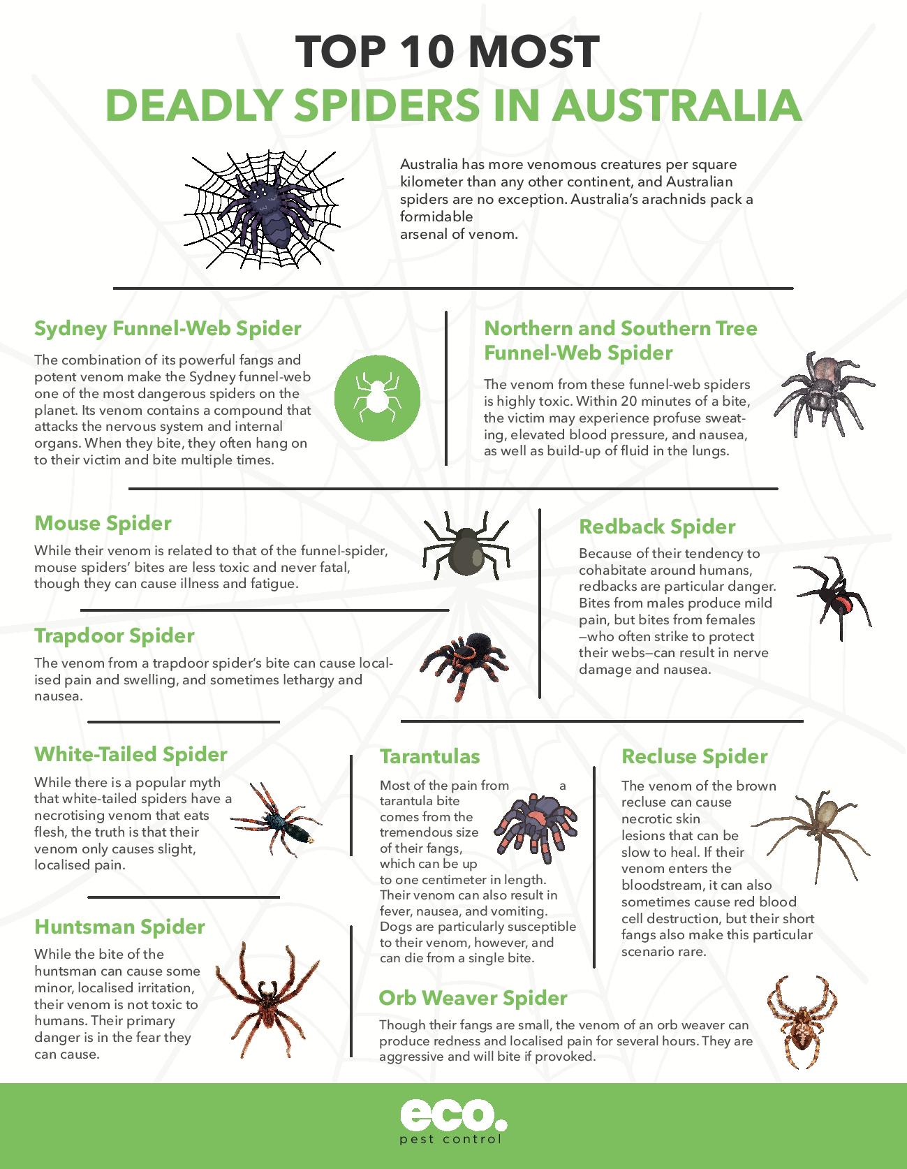 top 10 most poisonous spiders