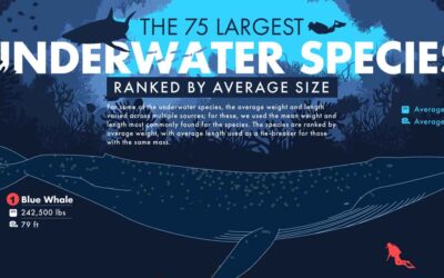 The 75 Largest Underwater Species Ranked by Average Size