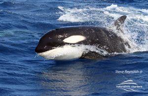 Whales Photographic Identification