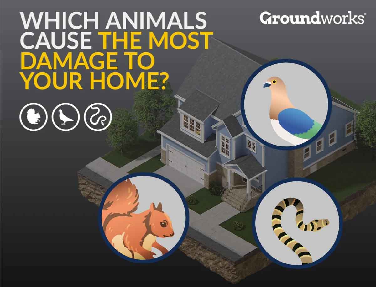 Which Animals Cause the Most Damage to Your Home? [Infographic]