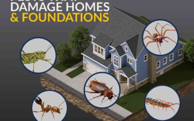 Pests That Damage Homes and Foundations