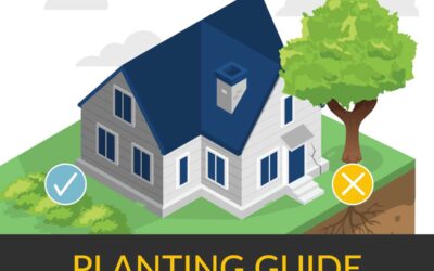 Planting Guide: What & Where To Plant Trees & Bushes in Your Yard