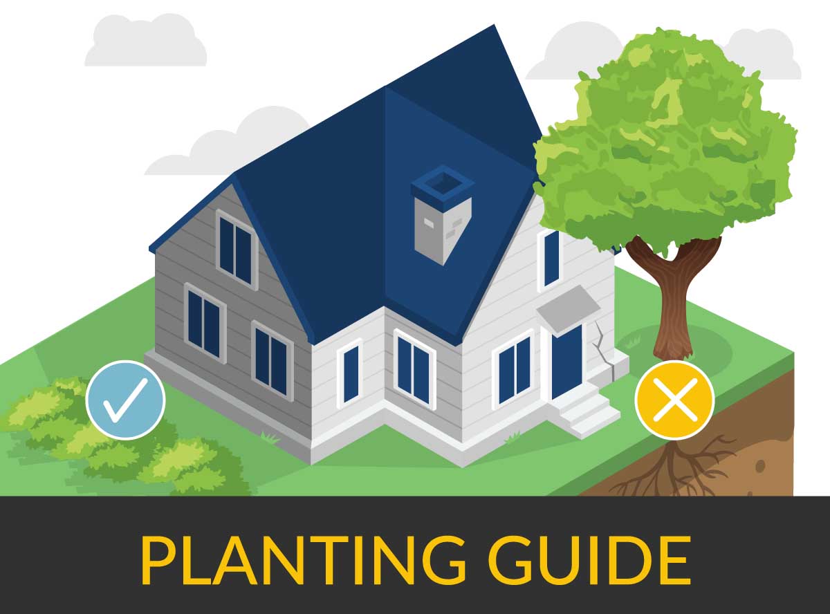 Planting Guide What & Where To Plant Trees & Bushes in Your Yard