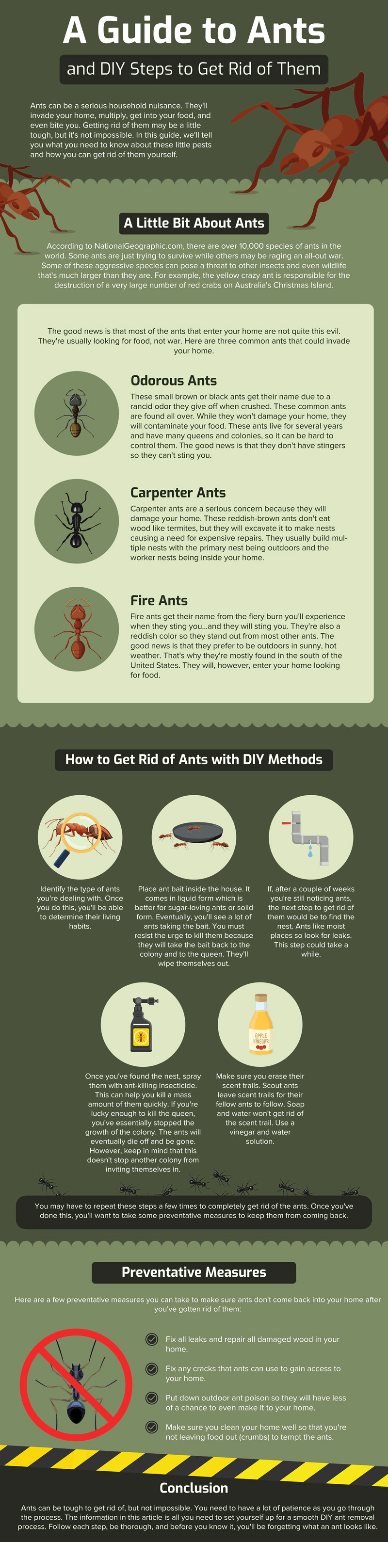 A Guide To DIY Ant Removal