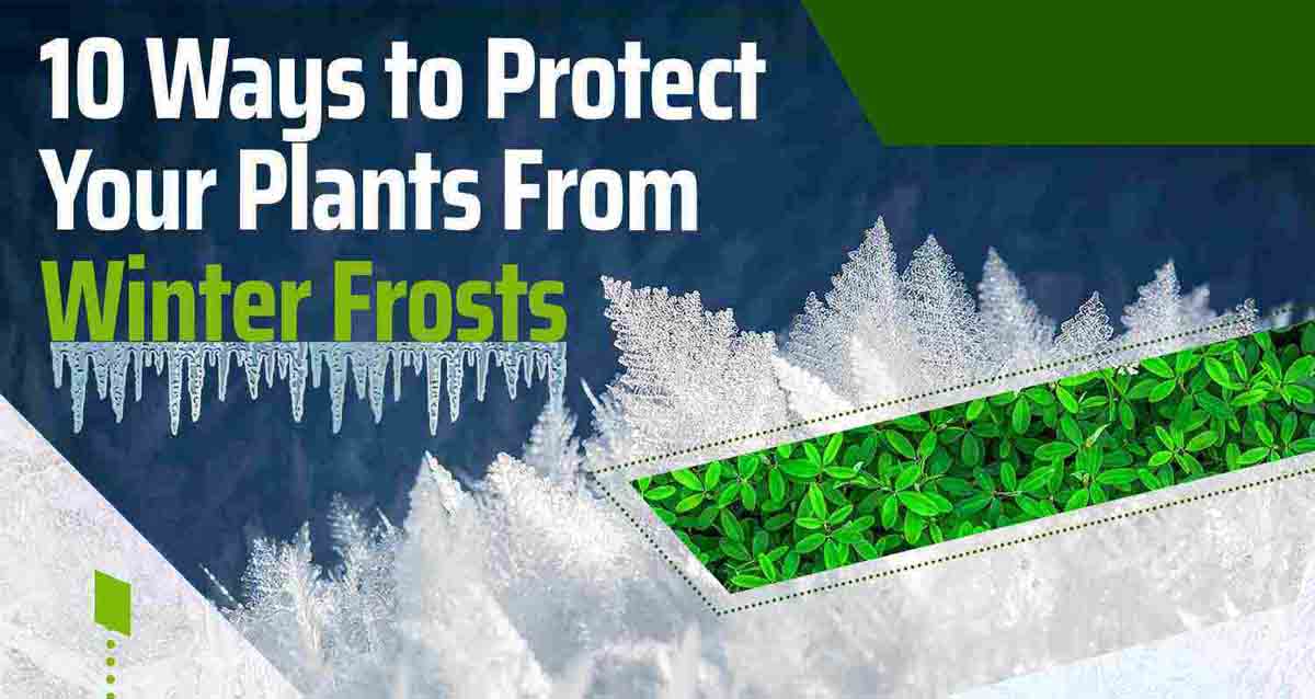 10 Ways To Protect Your Plants From Winter Frosts (Infographic)