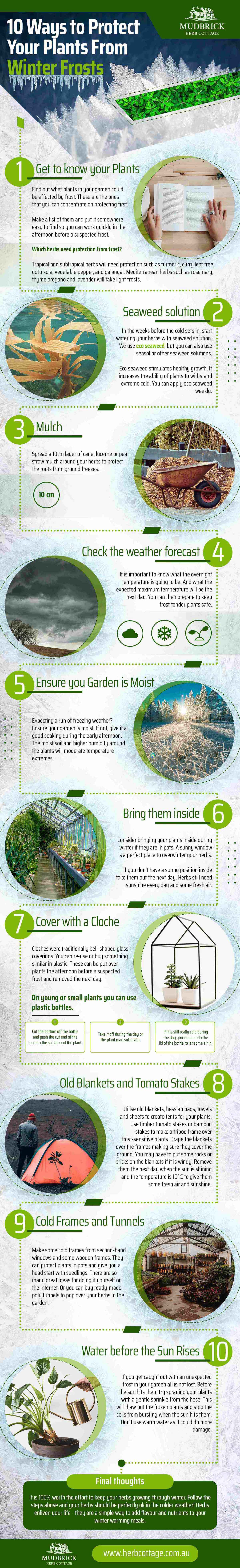 10 Ways To Protect Your Plants From Winter Frosts