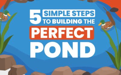 5 Simple Steps To Building The Perfect Pond