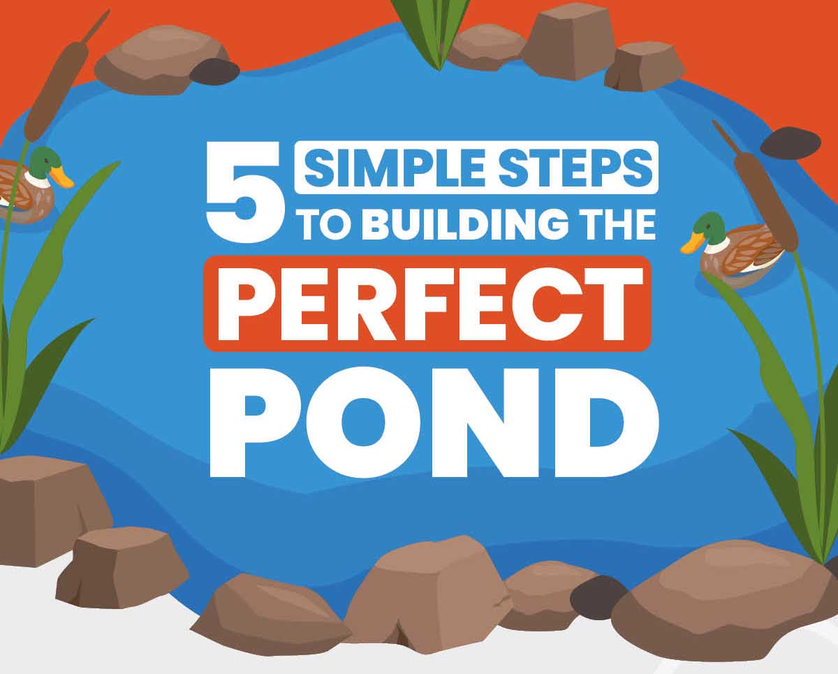5 Simple Steps To Building The Perfect Pond (Infographic)