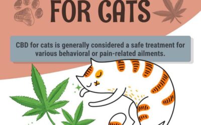 CBD Oil For Cats: Complete Guide