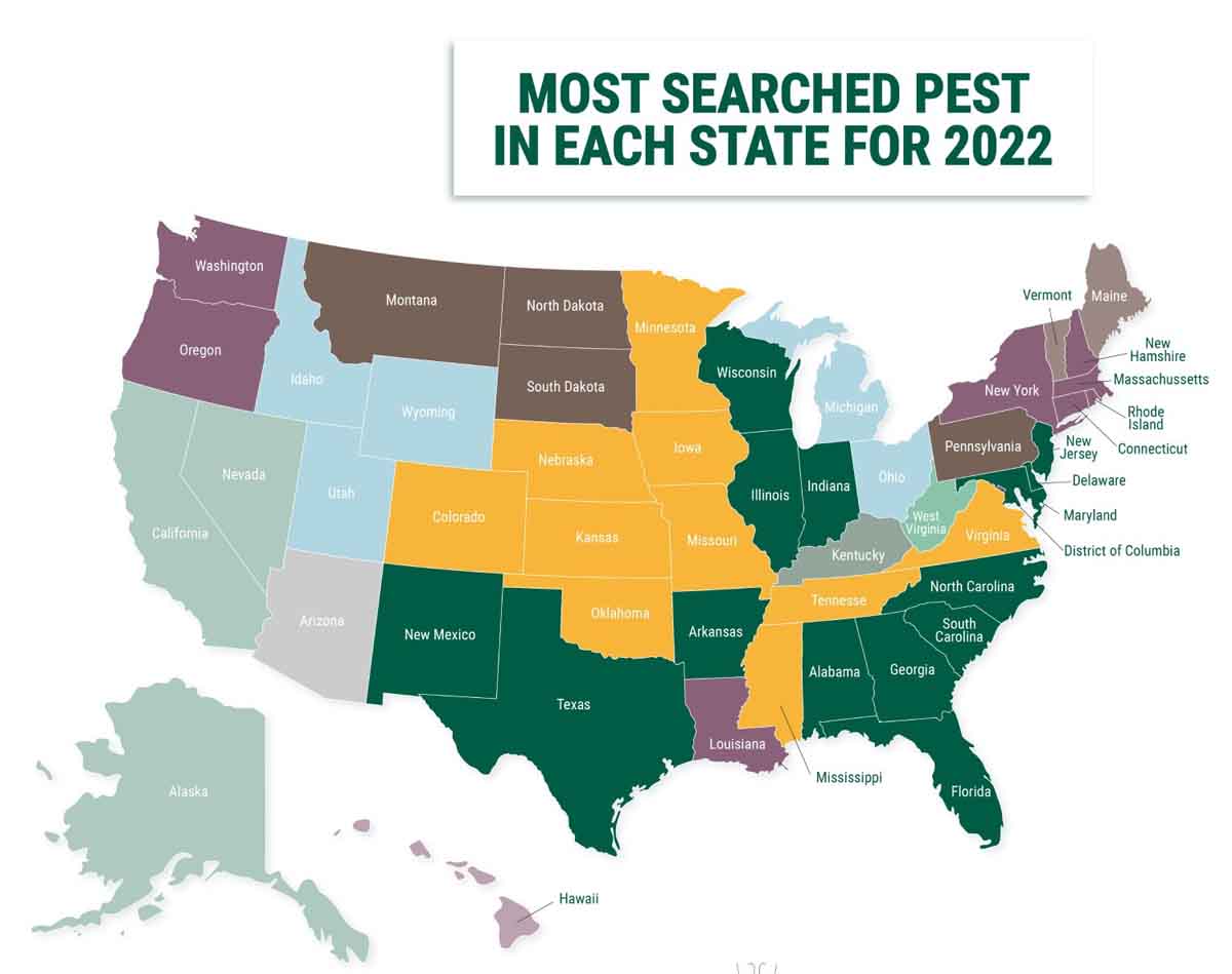 Pest Status Most Searched Pest In Each State in 2022 (Infographic)