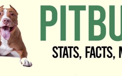 Pit Bull Stats, Fact & Myths