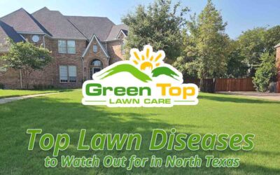 Top Lawn Diseases and Treatments